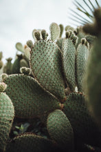 Cargar imagen en el visor de la galería, Jabon de Cactus 🌵 Nopal
