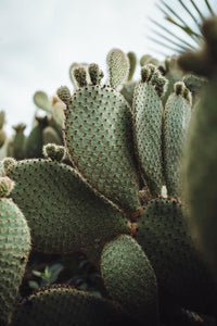 Jabon de Cactus 🌵 Nopal