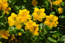 Cargar imagen en el visor de la galería, Flores de Bach para mi
