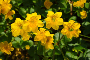 Flores de Bach para mi